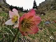 46 Ellebori (Helleborus niger)  in avanzata fioritura ancora in forma